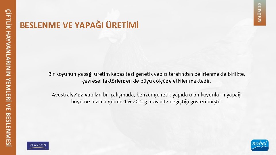 BESLENME VE YAPAĞI ÜRETİMİ Bir koyunun yapağı üretim kapasitesi genetik yapısı tarafından belirlenmekle birlikte,