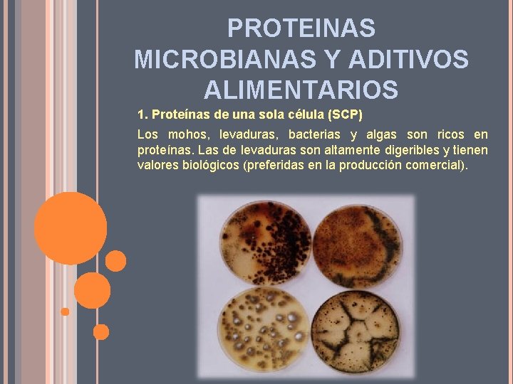 PROTEINAS MICROBIANAS Y ADITIVOS ALIMENTARIOS 1. Proteínas de una sola célula (SCP) Los mohos,