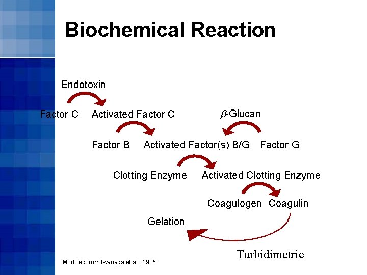Biochemical Reaction Endotoxin Factor C Activated Factor C Factor B b-Glucan Activated Factor(s) B/G