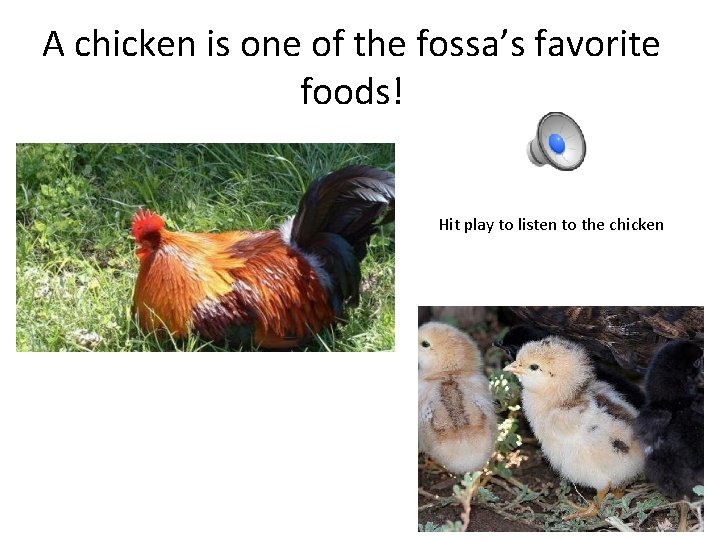 A chicken is one of the fossa’s favorite foods! Hit play to listen to