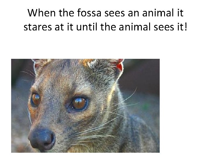 When the fossa sees an animal it stares at it until the animal sees