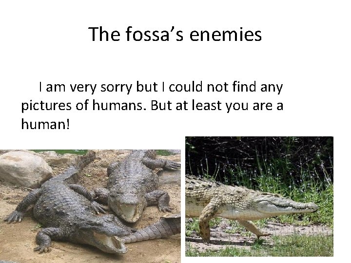 The fossa’s enemies I am very sorry but I could not find any pictures