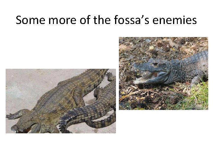 Some more of the fossa’s enemies 