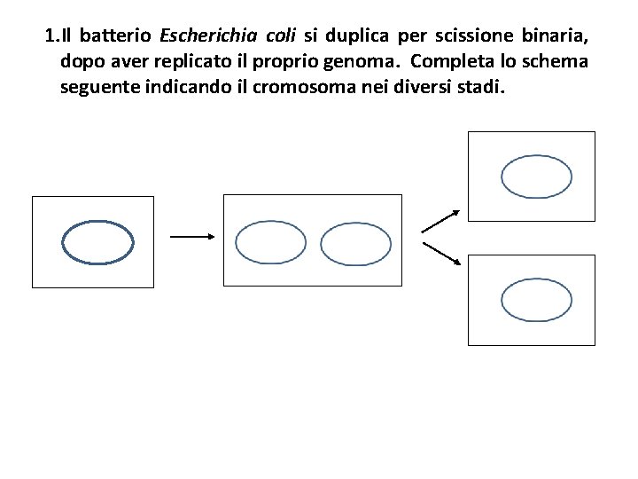 1. Il batterio Escherichia coli si duplica per scissione binaria, dopo aver replicato il