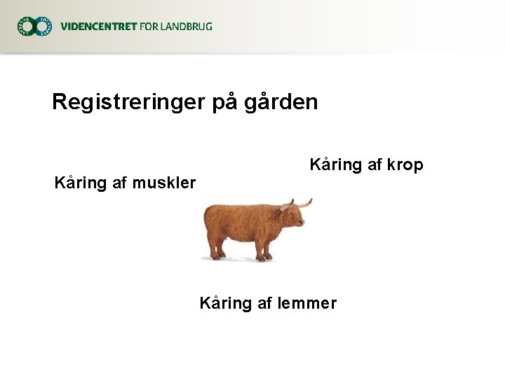 Registreringer på gården Kåring af muskler Kåring af krop Kåring af lemmer 