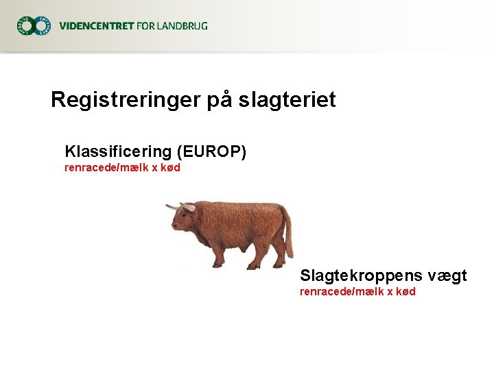 Registreringer på slagteriet Klassificering (EUROP) renracede/mælk x kød Slagtekroppens vægt renracede/mælk x kød 