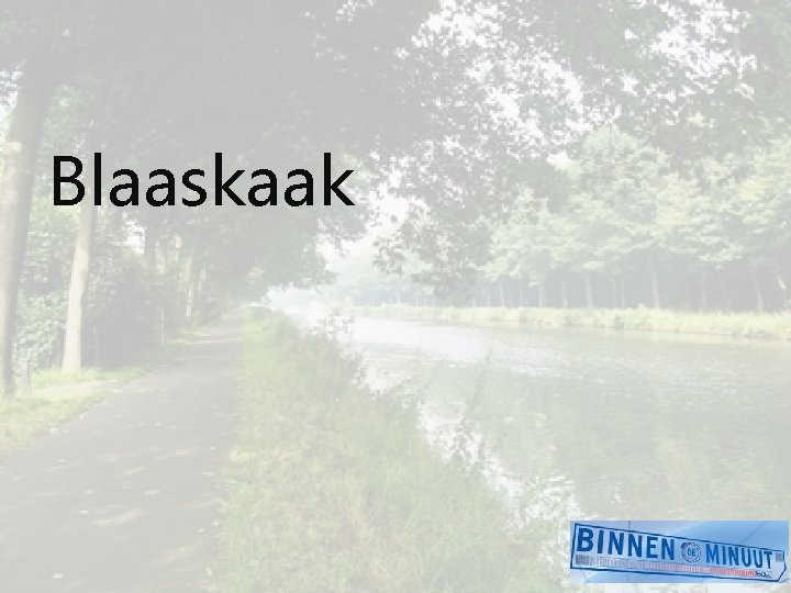 Blaaskaak 