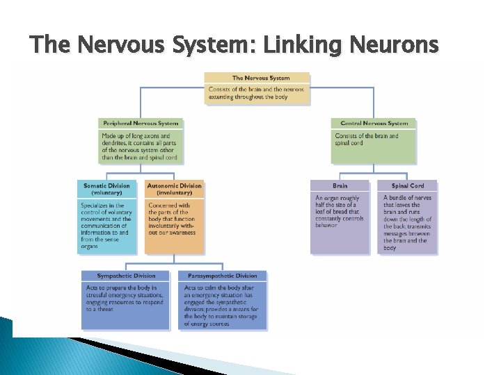 The Nervous System: Linking Neurons 