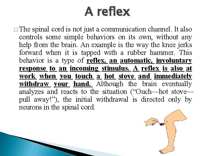 A reflex � The spinal cord is not just a communication channel. It also