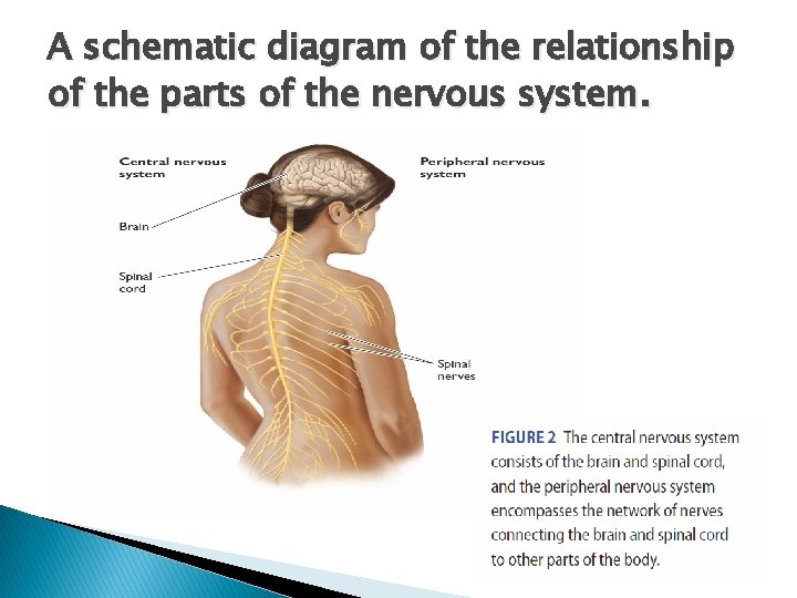 A schematic diagram of the relationship of the parts of the nervous system. 
