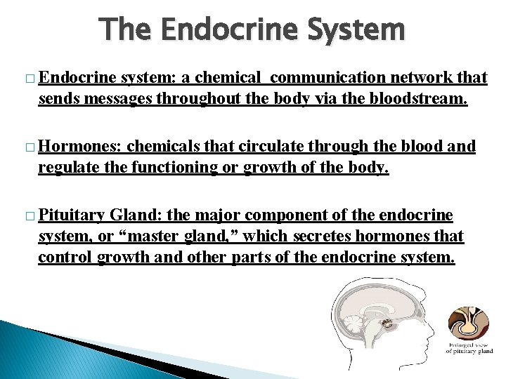 The Endocrine System � Endocrine system: a chemical communication network that sends messages throughout