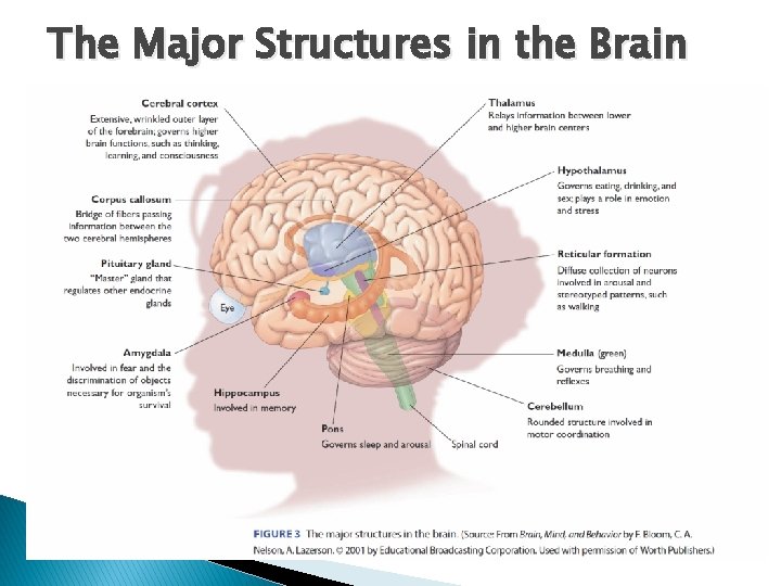 The Major Structures in the Brain 