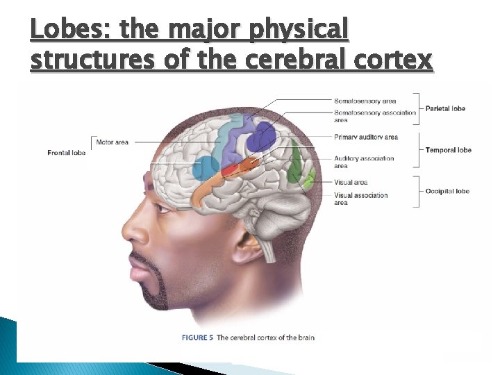 Lobes: the major physical structures of the cerebral cortex 