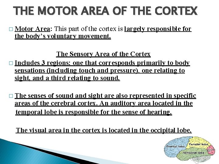THE MOTOR AREA OF THE CORTEX � Motor Area: This part of the cortex