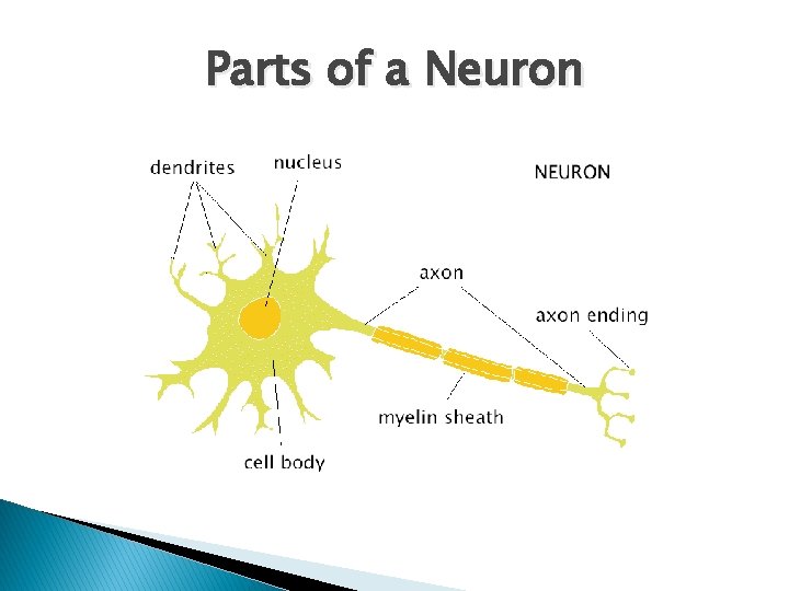 Parts of a Neuron 
