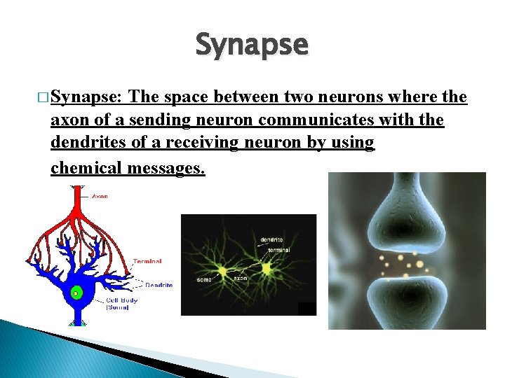 Synapse � Synapse: The space between two neurons where the axon of a sending