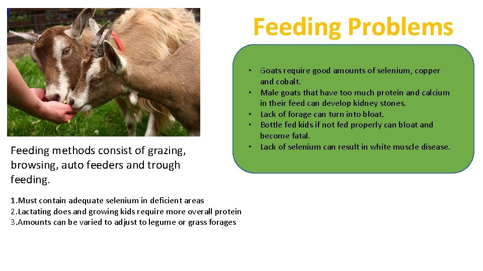 Feeding Problems Feeding methods consist of grazing, browsing, auto feeders and trough feeding. 1.