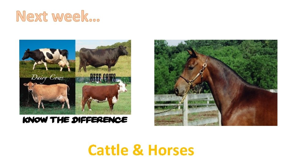 Next week… Cattle & Horses 