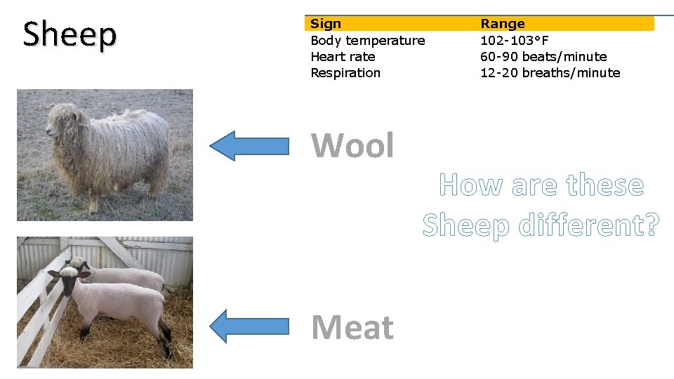 Sheep Sign Body temperature Heart rate Respiration Wool Meat Range 102 -103°F 60 -90