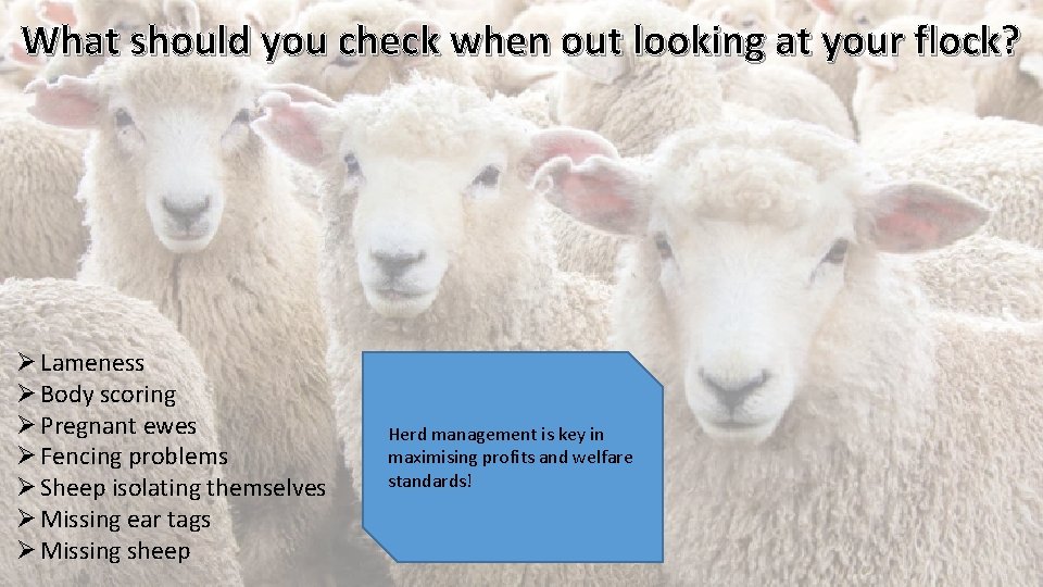 What should you check when out looking at your flock? Ø Lameness Ø Body