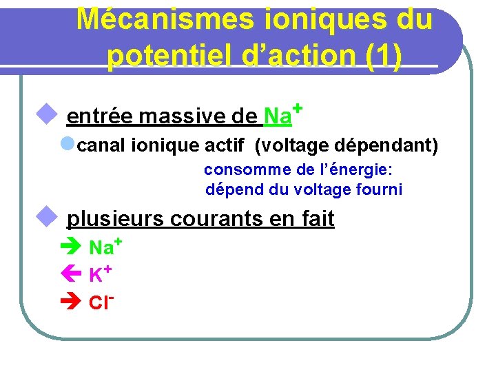 Mécanismes ioniques du potentiel d’action (1) u entrée massive de Na+ lcanal ionique actif