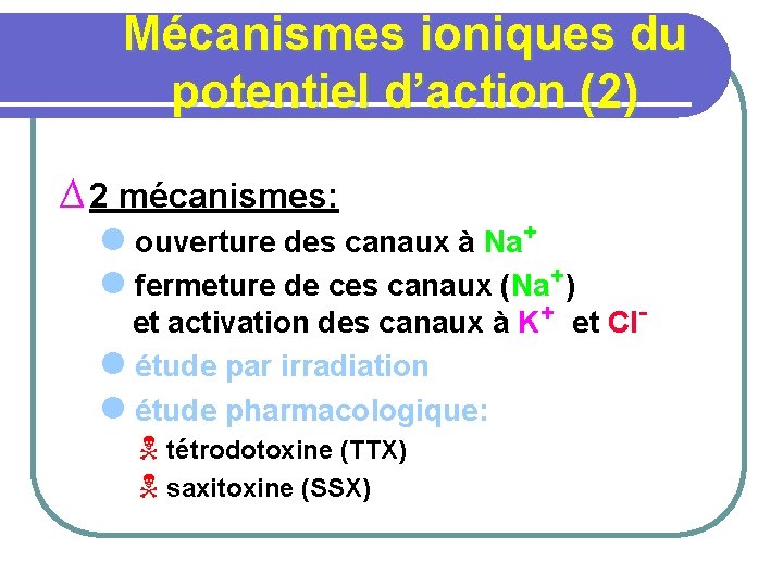 Mécanismes ioniques du potentiel d’action (2) ∆ 2 mécanismes: l ouverture des canaux à