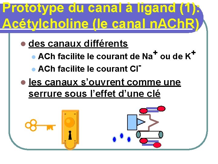 Prototype du canal à ligand (1): Acétylcholine (le canal n. ACh. R) l des
