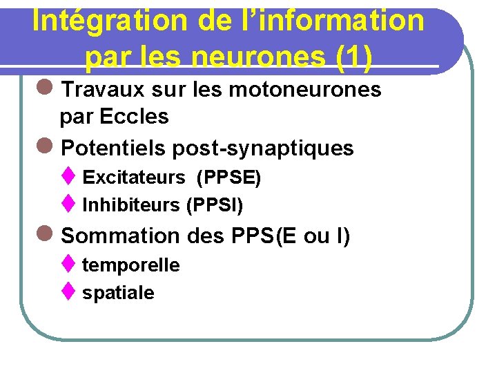 Intégration de l’information par les neurones (1) l Travaux sur les motoneurones par Eccles