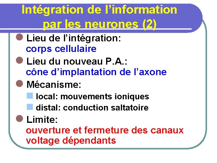 Intégration de l’information par les neurones (2) l Lieu de l’intégration: corps cellulaire l