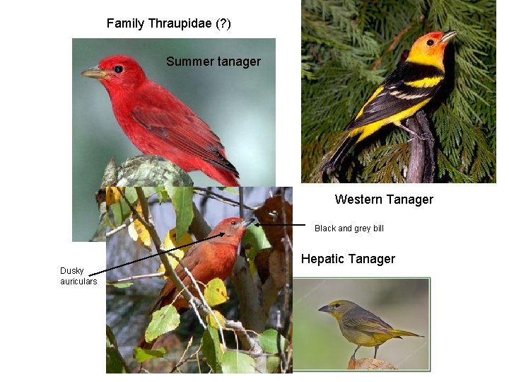 Family Thraupidae (? ) Summer tanager Western Tanager Black and grey bill Hepatic Tanager