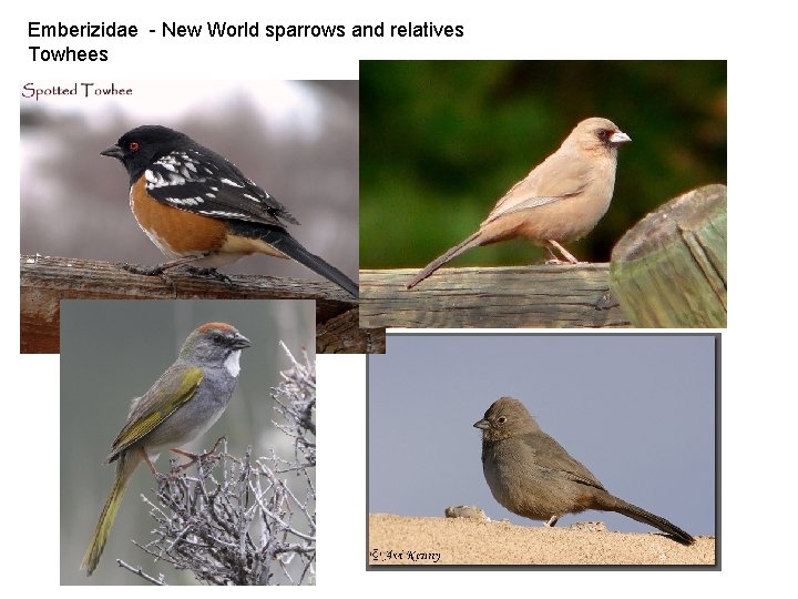 Emberizidae - New World sparrows and relatives Towhees 