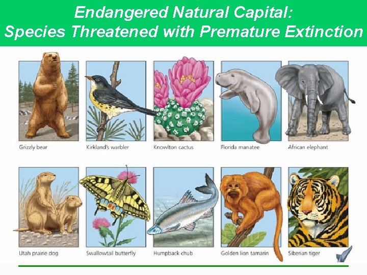 Endangered Natural Capital: Species Threatened with Premature Extinction 