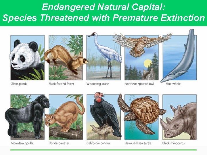 Endangered Natural Capital: Species Threatened with Premature Extinction 