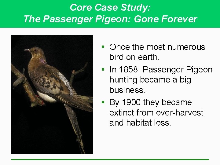 Core Case Study: The Passenger Pigeon: Gone Forever § Once the most numerous bird