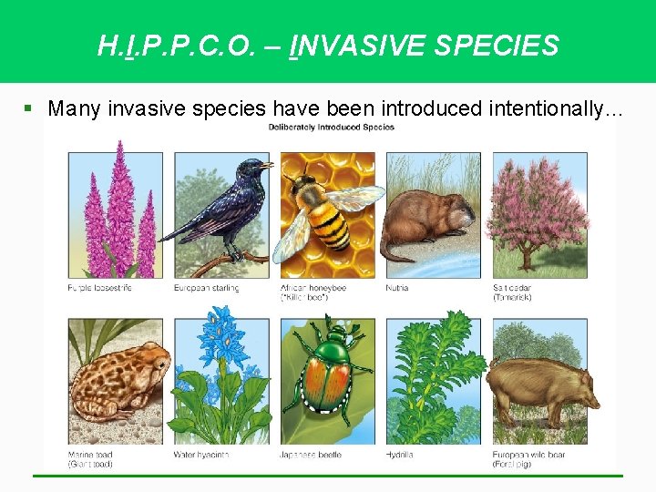 H. I. P. P. C. O. – INVASIVE SPECIES § Many invasive species have