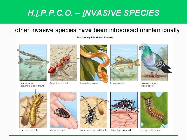 H. I. P. P. C. O. – INVASIVE SPECIES …other invasive species have been
