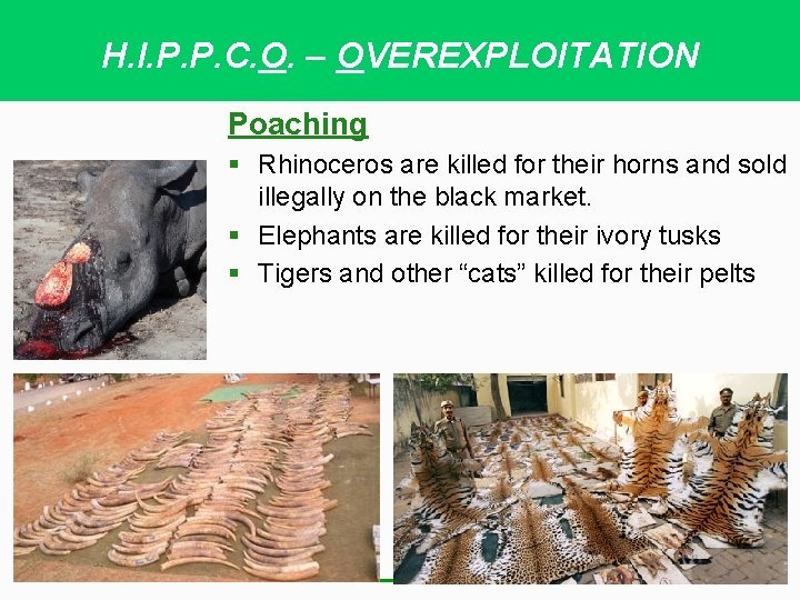 H. I. P. P. C. O. – OVEREXPLOITATION Poaching § Rhinoceros are killed for