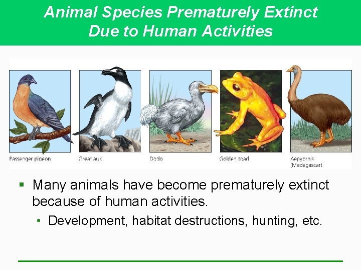 Animal Species Prematurely Extinct Due to Human Activities § Many animals have become prematurely