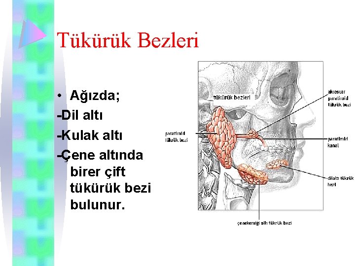 Tükürük Bezleri • Ağızda; -Dil altı -Kulak altı -Çene altında birer çift tükürük bezi