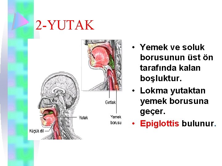 2 -YUTAK • Yemek ve soluk borusunun üst ön tarafında kalan boşluktur. • Lokma