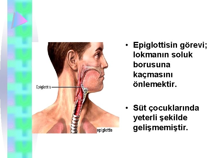  • Epiglottisin görevi; lokmanın soluk borusuna kaçmasını önlemektir. • Süt çocuklarında yeterli şekilde