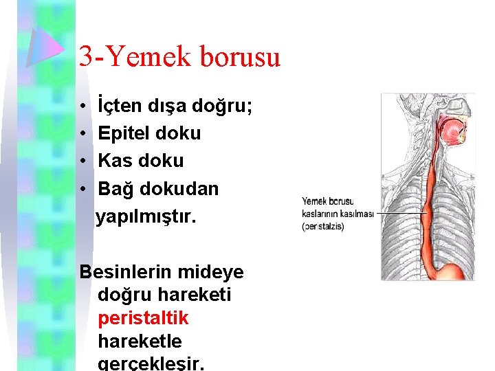 3 -Yemek borusu • • İçten dışa doğru; Epitel doku Kas doku Bağ dokudan