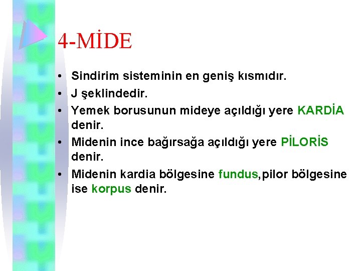 4 -MİDE • Sindirim sisteminin en geniş kısmıdır. • J şeklindedir. • Yemek borusunun