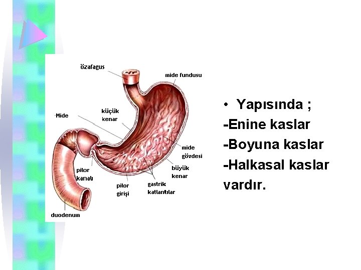  • Yapısında ; -Enine kaslar -Boyuna kaslar -Halkasal kaslar vardır. 