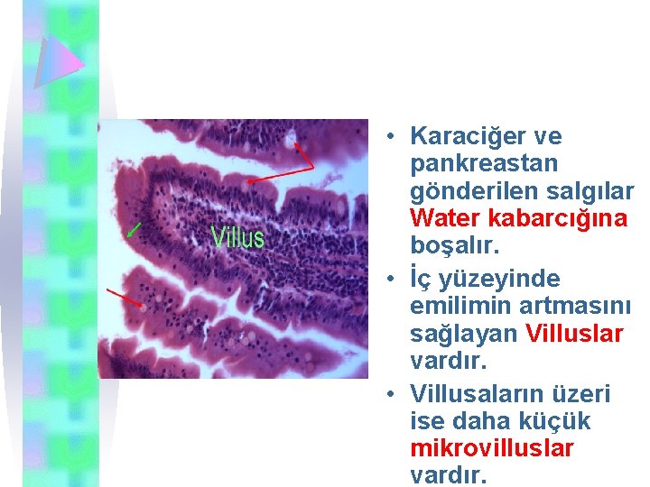  • Karaciğer ve pankreastan gönderilen salgılar Water kabarcığına boşalır. • İç yüzeyinde emilimin