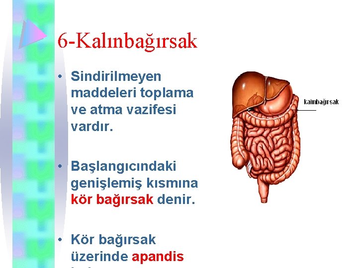 6 -Kalınbağırsak • Sindirilmeyen maddeleri toplama ve atma vazifesi vardır. • Başlangıcındaki genişlemiş kısmına