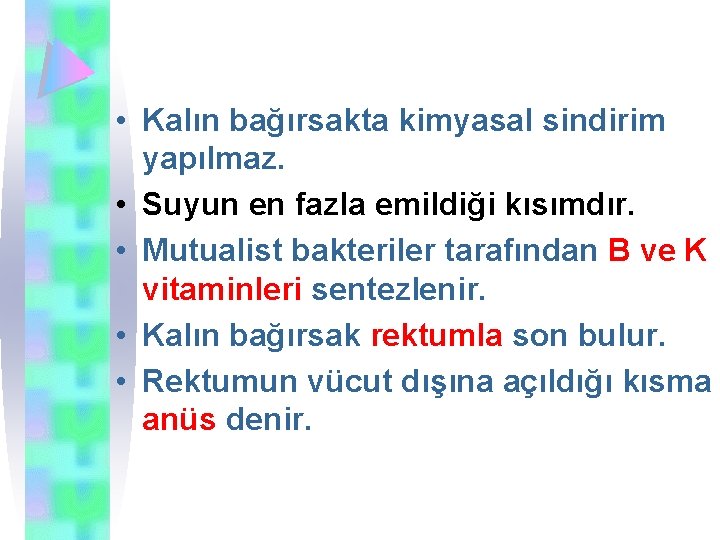  • Kalın bağırsakta kimyasal sindirim yapılmaz. • Suyun en fazla emildiği kısımdır. •