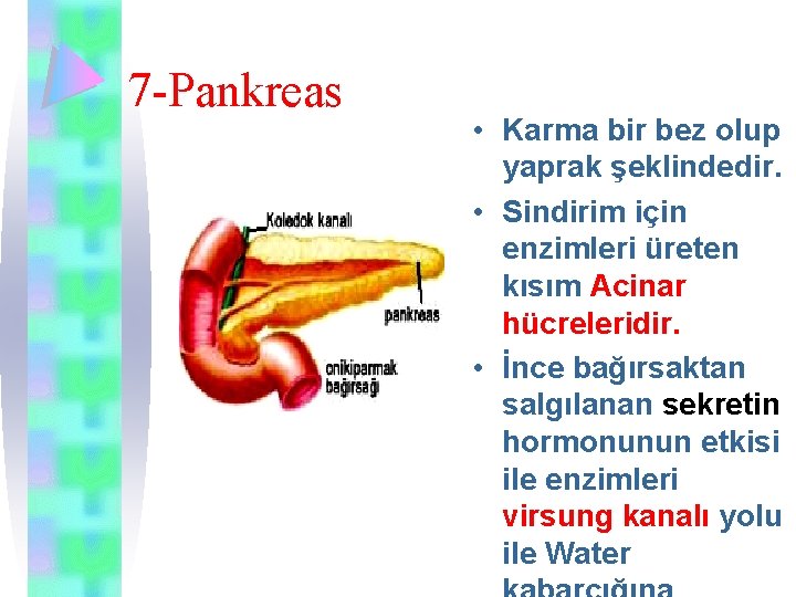7 -Pankreas • Karma bir bez olup yaprak şeklindedir. • Sindirim için enzimleri üreten