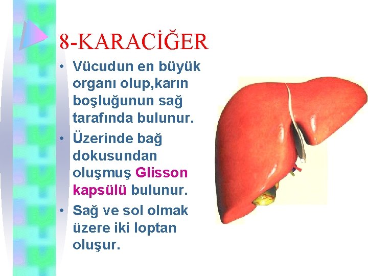 8 -KARACİĞER • Vücudun en büyük organı olup, karın boşluğunun sağ tarafında bulunur. •