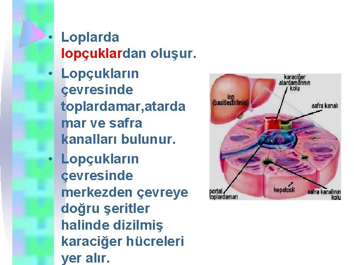  • Loplarda lopçuklardan oluşur. • Lopçukların çevresinde toplardamar, atarda mar ve safra kanalları